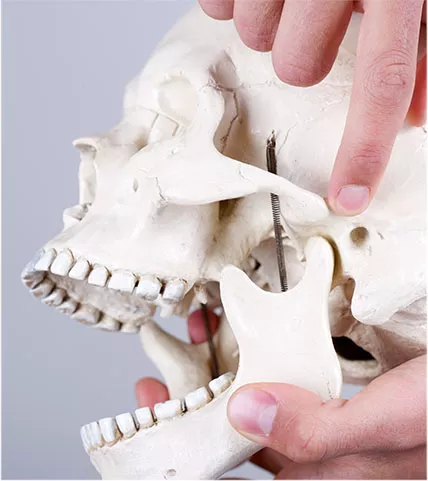 Dental Model of a jaw with a finger pointing at the Temporomandibular joint 